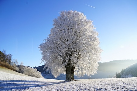 Winter tree