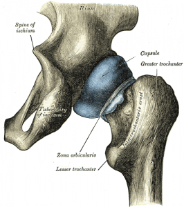 Hip joint